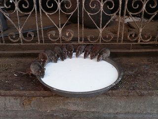 Karni Mata Mandir Where Rats Are Worshipped