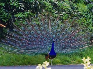 Bankapura Peacock Sanctuary In Haveri Hindi