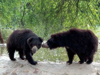 Bear Sanctuary In India Hindi