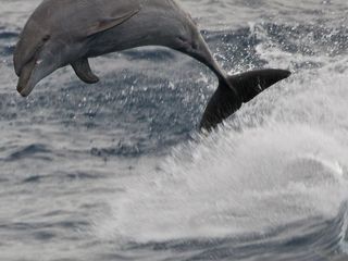 Dolphin Destinations In India Hindi