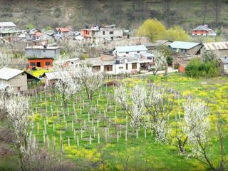 Shoghi In Himachal Pradesh Hindi
