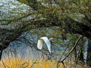 Sultanpur National Park In Haryana Hindi