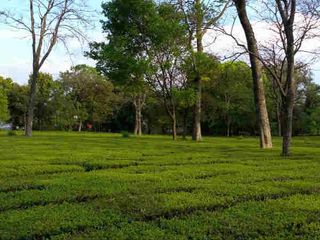 Palampur Travel Guide