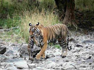 Places To Visit In Sawai Madhopur Of Rajasthan