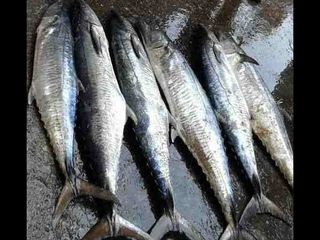Bhaucha Dhakka Mumbai S Biggest Fish Market Hindi