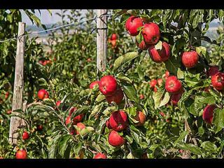 Apple Orchard Tour At These Places North India Hindi
