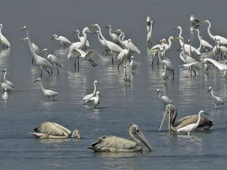 Visit These 7 Less Explored Bird Sanctuaries Of India Hindi