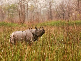 Places India Spot One Horned Rhinos Hindi