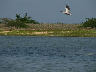 Enjoy The Pristine Lake Birdlife At Pulicat