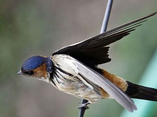 Top Bird Sancturies Uttarakhand Hindi