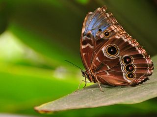 Kanpur Gets Its First Butterfly Park Hindi
