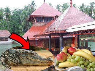 Ananthapura Lake Temple Kerala Where Crocodile Is The Local Guardian