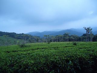 Summer Retreat Hill Stations In Tamilnadu South India Hindi