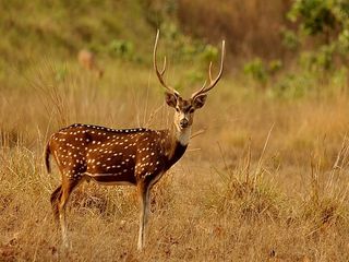 Indravati National Park Travel Guide Timings How Reach