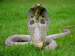 Shetpal Maharashtra India S Land Of Snakes