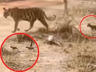 Bandhavgarh Tiger Reserve Attractions Ticket Price Best Time To Visit And How To Reach