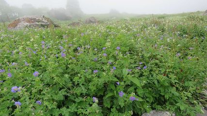 Valley Of Flowers National Park Opened Know The Route Map Of Trekking