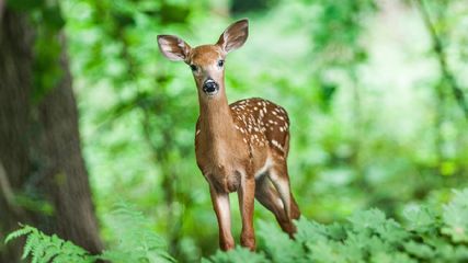 National Parks Are Closed In Monsoon Kaziranga Gir Ranthambore Buxa