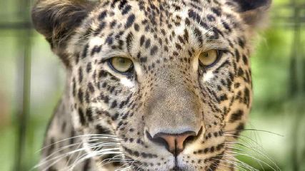 Andhra Pradesh Fourth Leopard Captured In Cage From Tirumala Walkway Big Cat