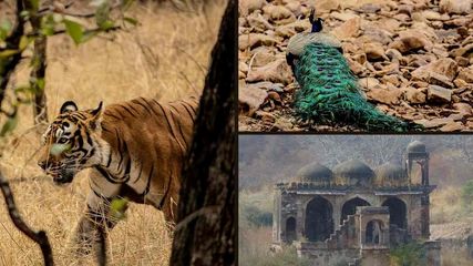 Visit Ranthambore National Park Rajasthan During Dussehra Weekend Know The Best Safari Zone