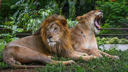 What Happens When Lion Died In Forest What Is Procedure Before Last Rites