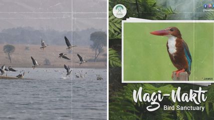 Bihar Jamui Nagi Bird Festival Is About To Start In Nagi Nakti Bird Sanctuary Know Date