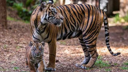 Supreme Court Banned Tiger Safari In Jim Corbett National Park Core Area Know Why