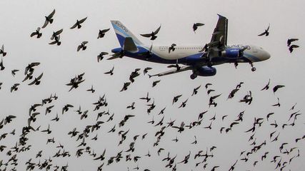 Bangalore How Does Airport Keep Birds Away From Bay And Aircraft