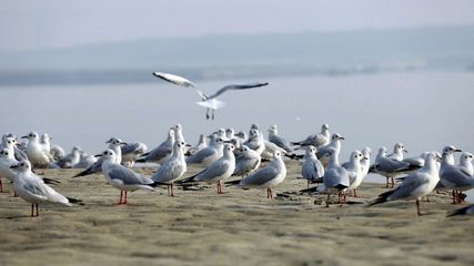 Maharashtra Tsunami Island Comes Out Of Sea Only For Some Time Can See Migratory Birds Here