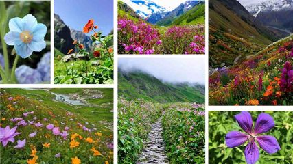 Uttarakhand Valley Of Flowers Trekking Is Opening From 1st June Know How To Reach