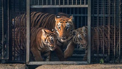 Delhi National Zoological Park Soon Buy Online Tickets In Advance