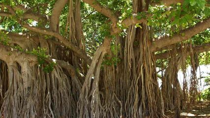 Worlds Oldest Banyan Tree Is In Uttar Pradesh Bulandshahr Not Howrah List Of Hundred Years Old Trees