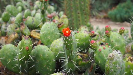 Delhi Cactus Garden Is Being Built At Cost Of Rs 50 Lakh When Will Completely Ready