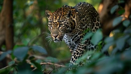 Madhya Pradesh Seoni Leopard Family Spotted On Airstrip Video