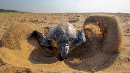 Odisha Puri Fishing Ban Imposed Olive Ridley Turtles Breeding Season Is About To Start