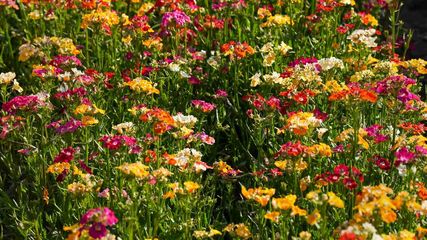 From Kashmir To Nilgiri 5 Places Where Tourists Flock Just To See Seasonal Flowers