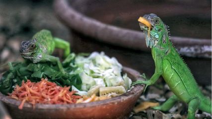 Hyderabad 2nd Zoological Garden On 1000 Acres Know Where And What Will Be Its Features