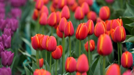 Srinagar S Tulip Garden Is Opening On 26th March Know Timing And Entry Fees