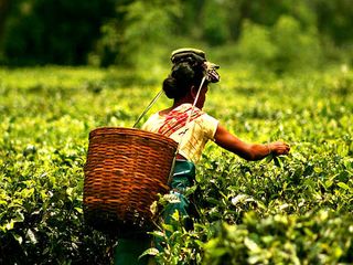 International Tea Day 2022: Best Tea Plantation States in India