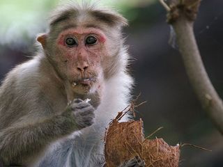 Encounters of a Different Kind - 12 Famous Wildlife Sanctuaries in Karnataka