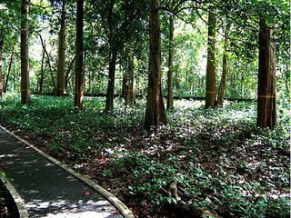 Travel to the Teak Town of Nilambur