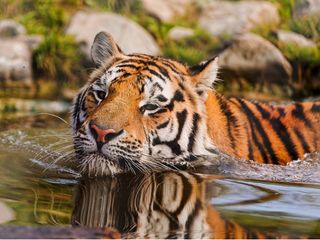 Travel to the Wildlife City of Palamu