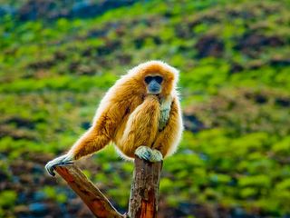 Nagaland Tourism – The Scenic Town of Kiphire