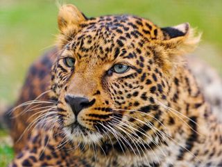 Gujarat Tourism – A Tryst with Wildlfe at Gir