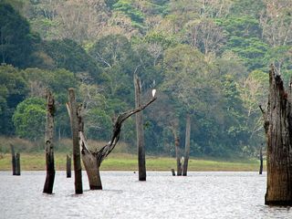 Thekkady: Awarded World's Top Emerging Destination