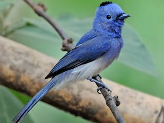 Visit Dandeli this Summer