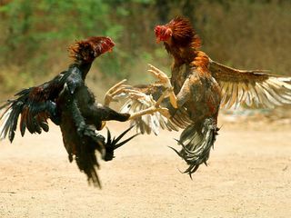 6 Disputed Animal Sports in India