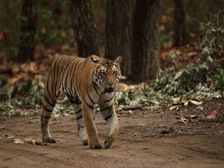 Meet the Shere Khan at Kanha National Park!