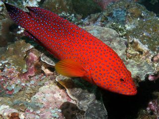 Most Famous Aquariums in India