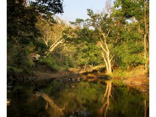 Things to Know About Melghat Tiger Reserve in Maharashtra